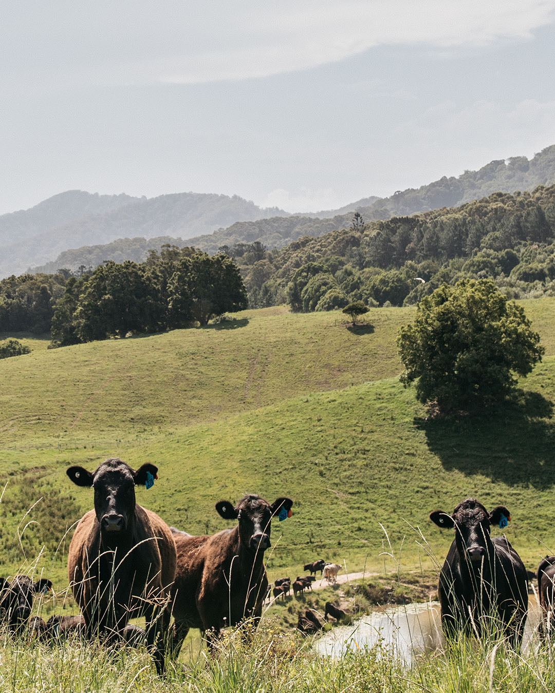 PREMIUM, PASTURE RAISED BEEF -<br>DIRECT TO YOU